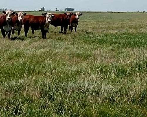 2700 Hectáreas Ganaderas en Ceibas en Gualeguaychú.