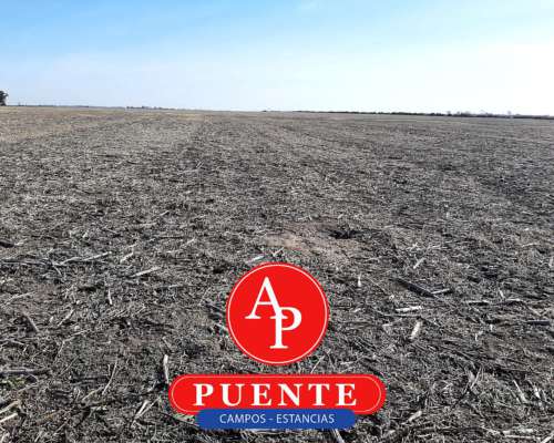 En Venta 300 HA. Metileo, la Pampa