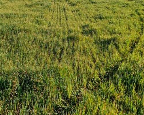 100 Ha Coronel Pringles