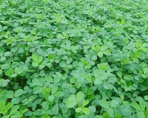 Alfalfas WL 922 Hvx.rr