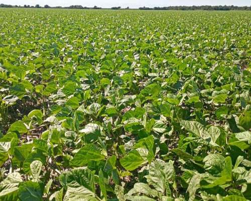 220 Ha en Venta en Candelaria SUD