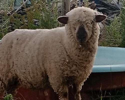 Lote de 6 Ovejas y 1 Carnero Hampshire Down