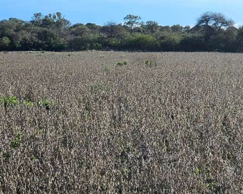 1500 Has. Agrícolas en Lavalle, Santiago del Estero.
