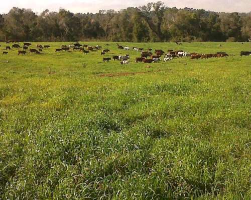 Dueño Vende Campo Misiones