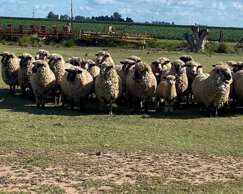 Vendo Ovejas Madres Preñadas