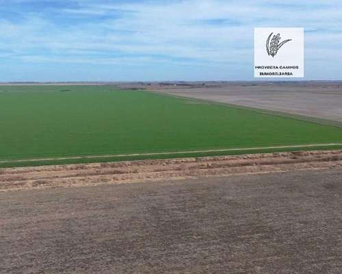 Venta- 100 Has Agricolas