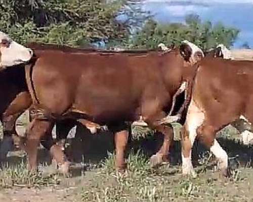 Excelente Lotes Terneros de Cabaña