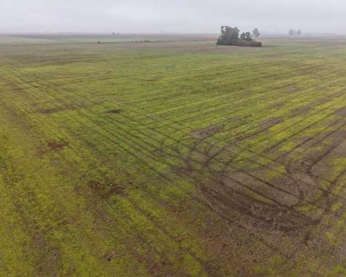 30 HA. Agrícola Suelo Clase 1. Muñoz (santa FE)