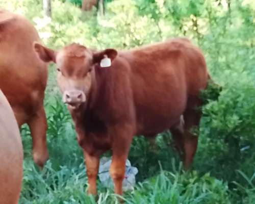 Venta Rodeo Limangus - Cabaña -