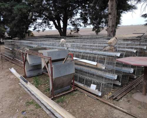Jaulas para Gallinas Ponedoras