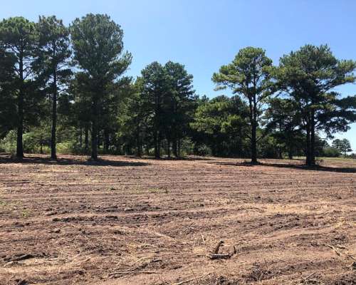 22 Ha Arboladas en Andino