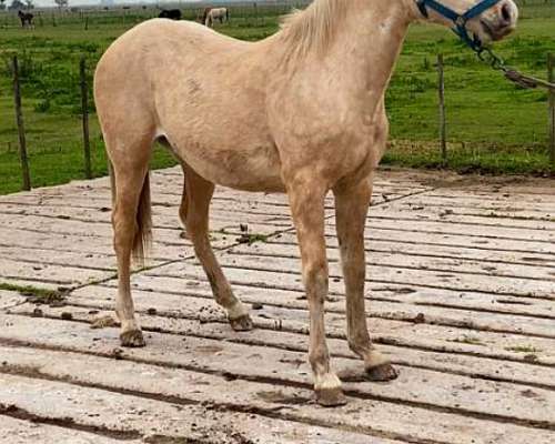 Potrillo Bayo de UN año y Medio Cuarto de Milla Puro sin IN - Agroads
