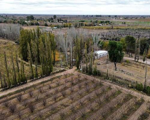 Venta de Finca 172 Ha en 3 de Mayo -lavalle Mendoza