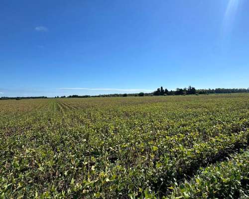 Campo Agrícola 26 Has