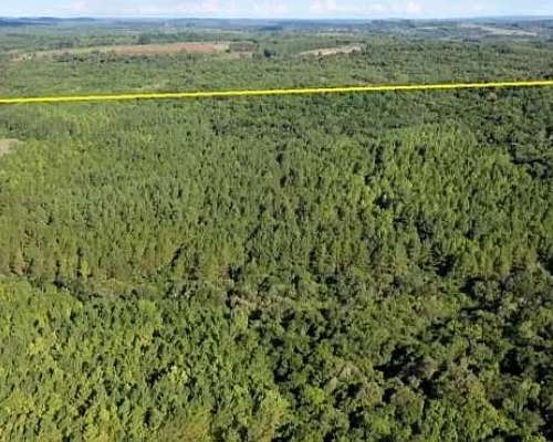 Se Vende 60 Ha con Pino y Arroyo Misiones.