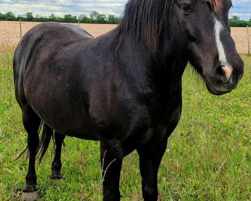 2 Petisos y 2 Petisas