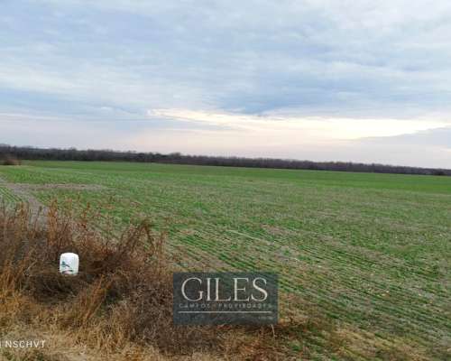 Campo Mixto 720 Hectáreas