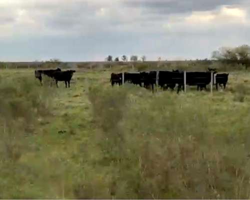 Concordia. Campo Agricola Ganadero
