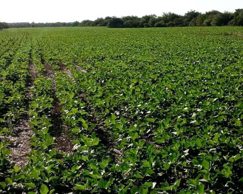 120 Ha Agrícolas. Excelente Campo. Zona Gualeguay.