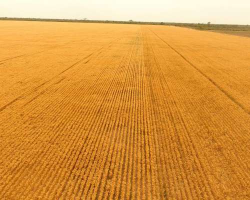 Charata Chaco Campo Agrícola