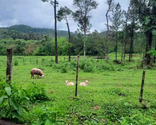 Se Vende Campo Ganadero de 150ha en Colonia Delicia, Eldorad