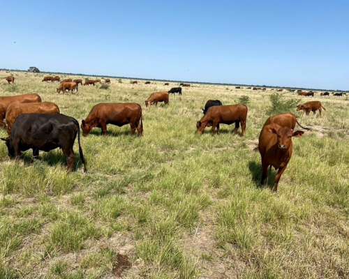 1930 Ha Agricolas en Casares con Ingreso por RN34 y RP13