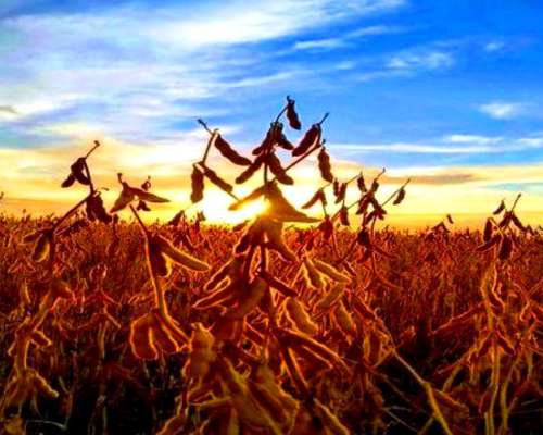 1100 Ha Sobre Ruta, Cercanas a Diego de Alvear