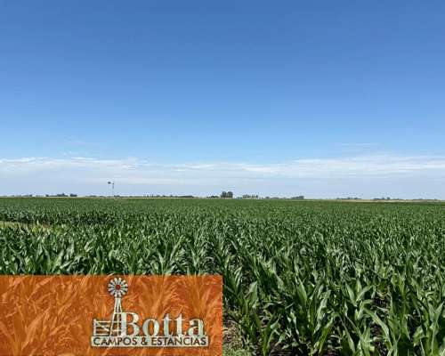 40has Mixtas en Venta en Moll, Buenos Aires