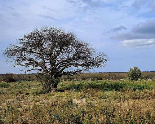 Campo de 1000 Has en Ruta 154, la Pampa