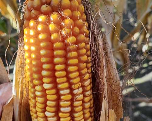 55 Ha en Venta en Monte Cristo