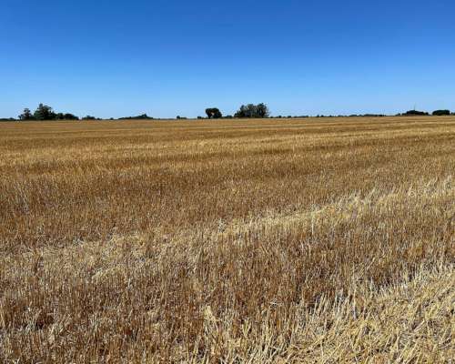 Campo Agrícola 46 Ha 100% Laborable Erezcano-conesa (BS AS)