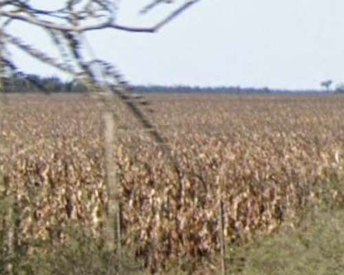 Se Vende Campo, Excelente Zona Agricultura