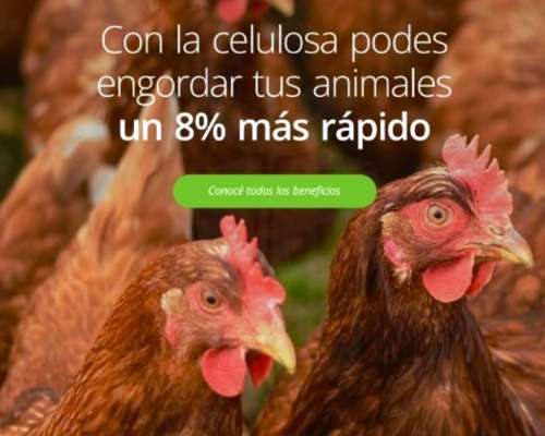 Celulosa Proyectada Aislación Térmica