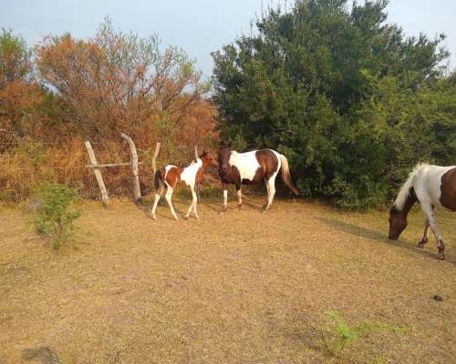 Arriendo 170 Has de Monte