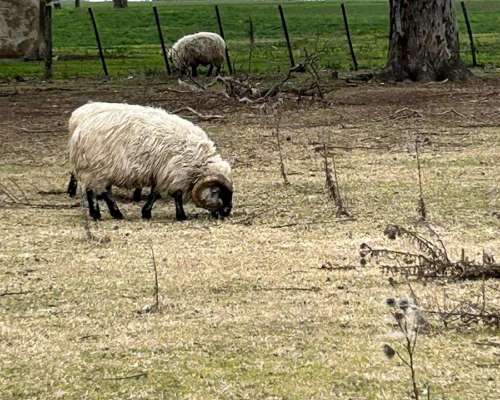 Venta Majada Ovejas Scottish Black Face