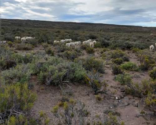 Venta Campo Chubut - Rio Negro 20.000 Hectáreas 🐄🐑