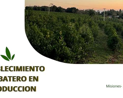 Campo Yerbatero en Producción