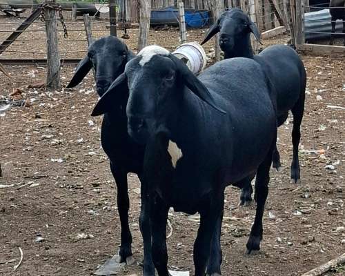 Carneros PPC Raza Santa Ines, Disponibles