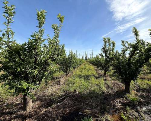 Finca 14 Ha el Pastal Mendoza. VID y Ciruelos