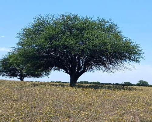 10000 Has Ganaderas en Union Prov. de San Luis