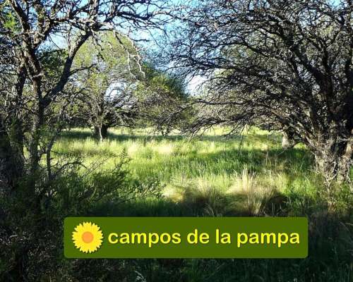 La Pampa - Venta Campo 600 Ha Caldenal y Cultivo