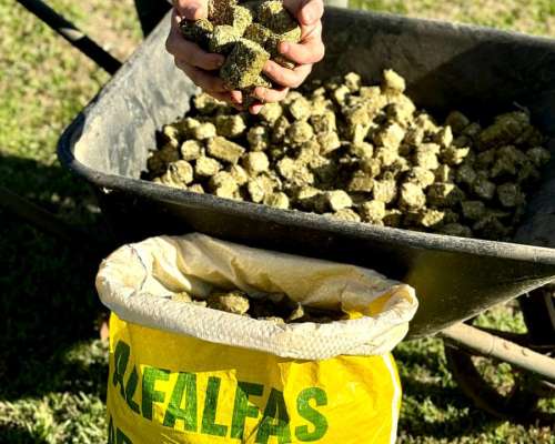 Cubos de Alfalfa 100% – Forraje Conservado Bolsa 25kg