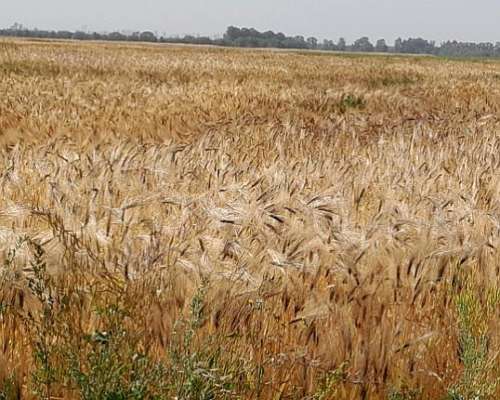 Vendo Campo Apto Loteo o Siembra
