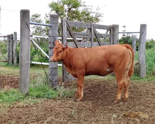 Venta Rodeo Limangus - Cabaña -