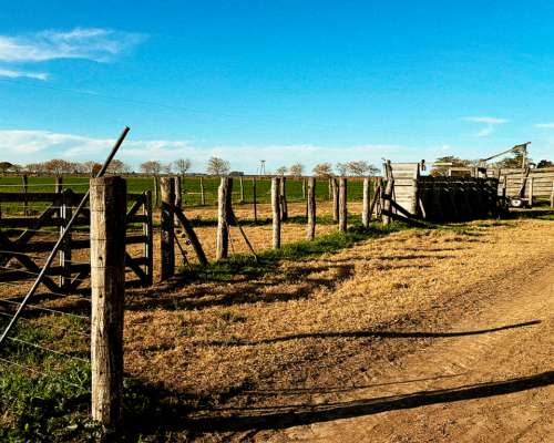 Arocena 230 Has Ganaderas. Instalaciones. Campo en Venta