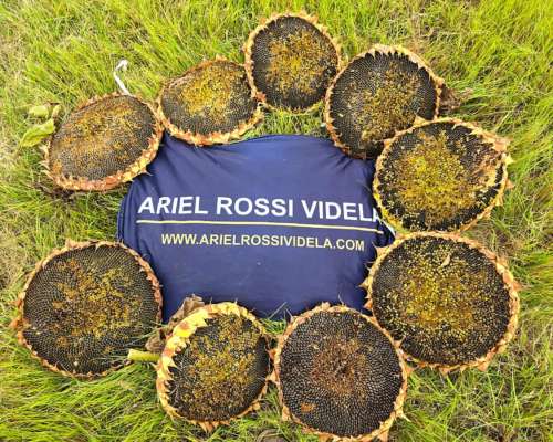 2500 Ha Agricolas SUR de Villa Mercedes