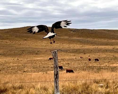 Venta Campo Ganaderas en la Carolina San Luis Paraíso