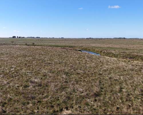 Vieytes (BS As): 200 Ha en Alquiler