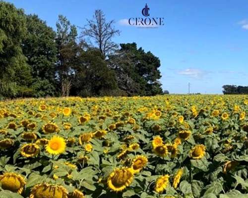 Campo - 103 Hectáreas - Agrícola - Mechongue - Sobre Ruta