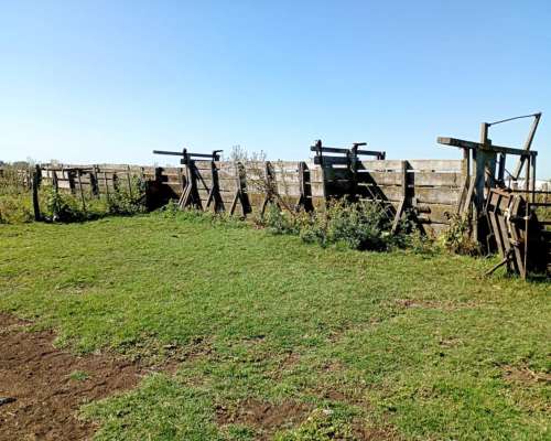 Venta Campo Ganadero Rauch 617 Ha con 150 Ha Agrícolas